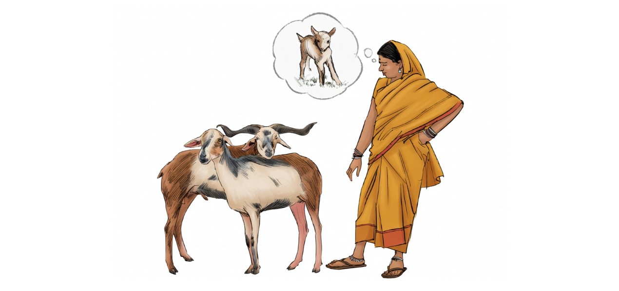 High-yield breed selection