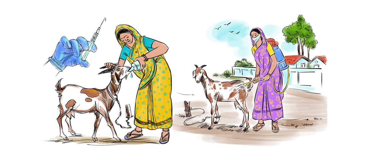 Veterinary health management