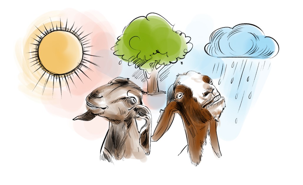 Goats adapting to environment