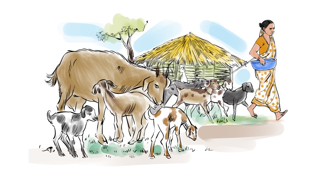 Goat milk production