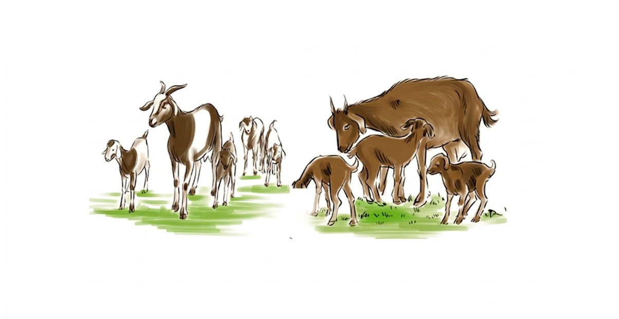 Goat with multiple kids