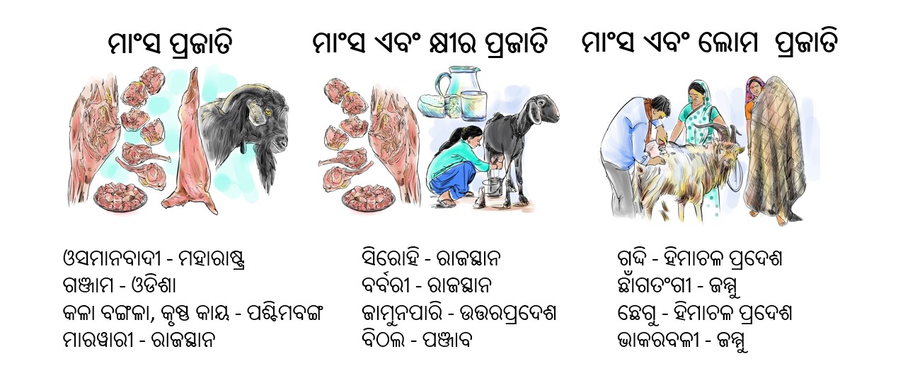 ଭାରତର ଛେଳି ପ୍ରଜାତି — Indian Goat Breeds