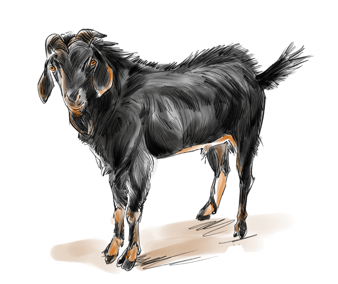 Black Bengal
