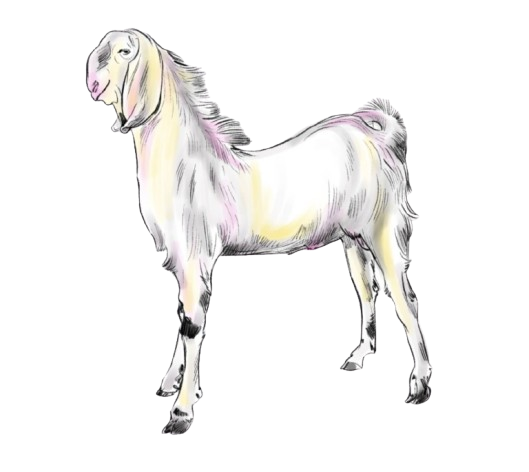 Jamunapari